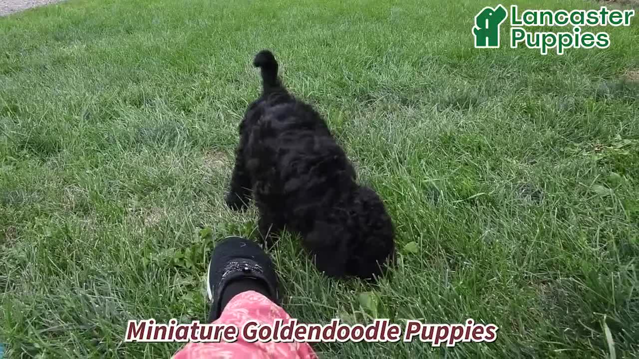 Mini Goldendoodle dogs for sale: Geneva - Video 1
