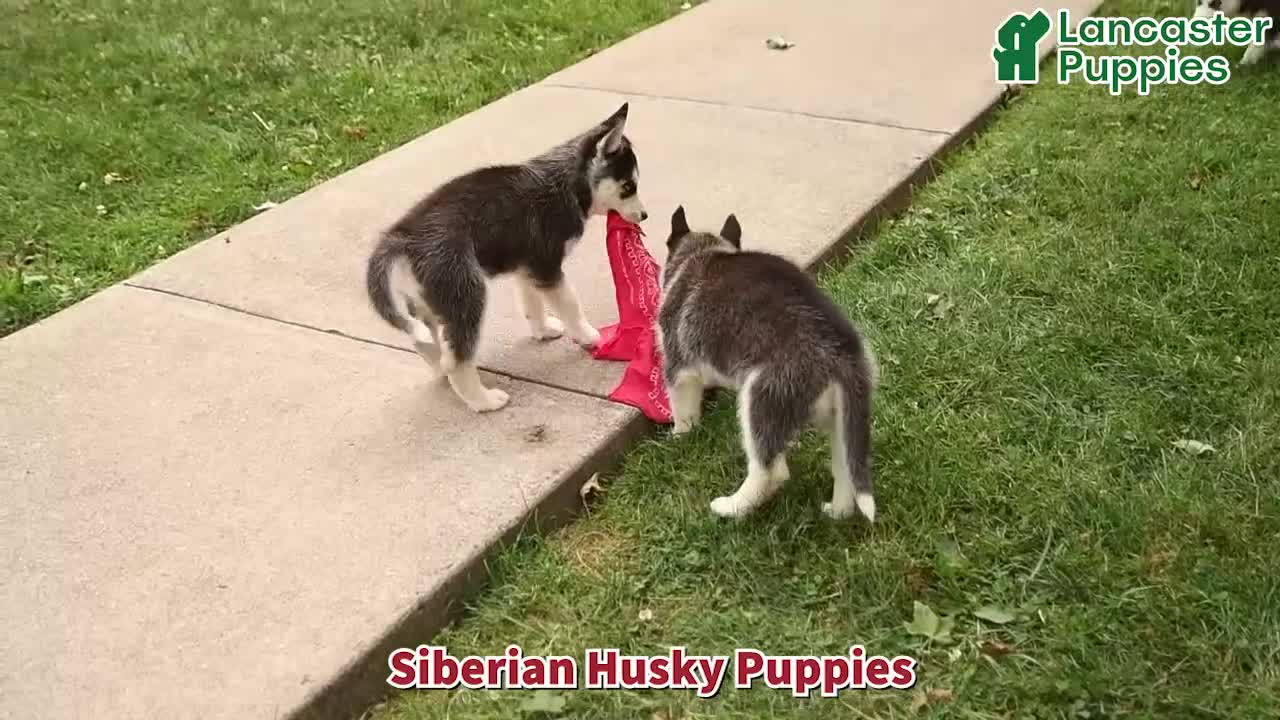 Siberian Husky dogs for sale: Bubbles - Video 1
