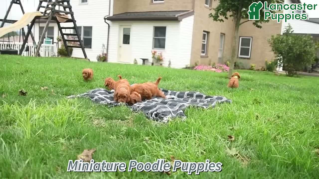 Miniature Poodle dogs for sale: Sashimi - Video 1