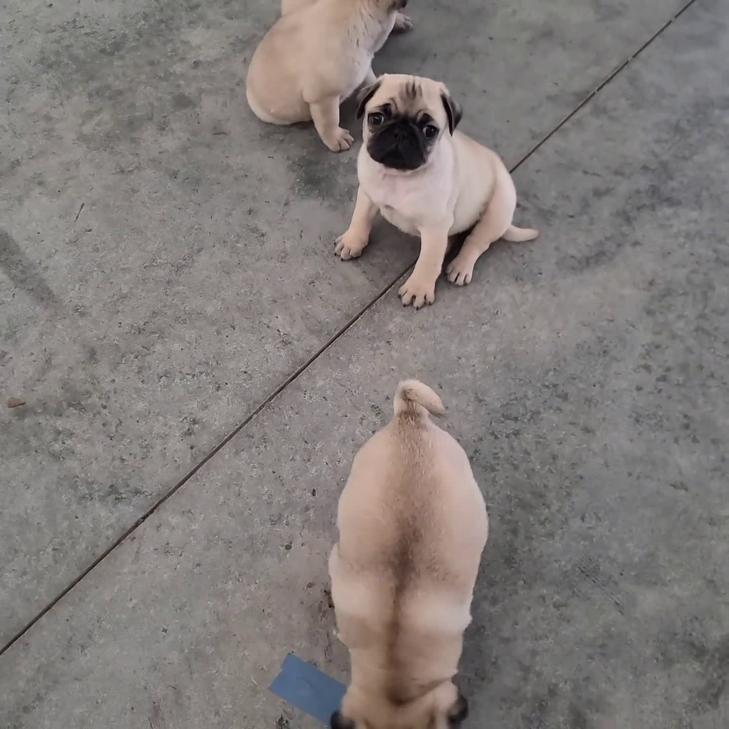 Pug dogs for sale: Fritz - Video 1