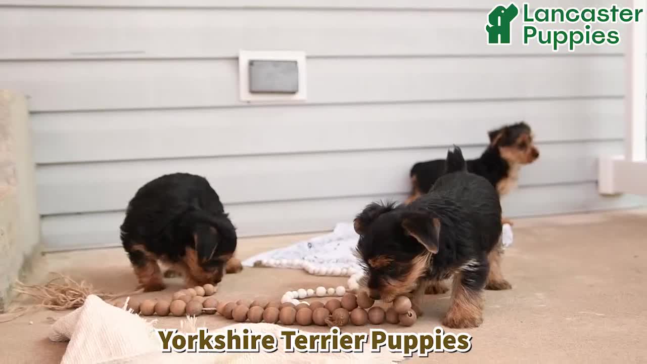 Morkie dogs for sale: Landon - Video 1
