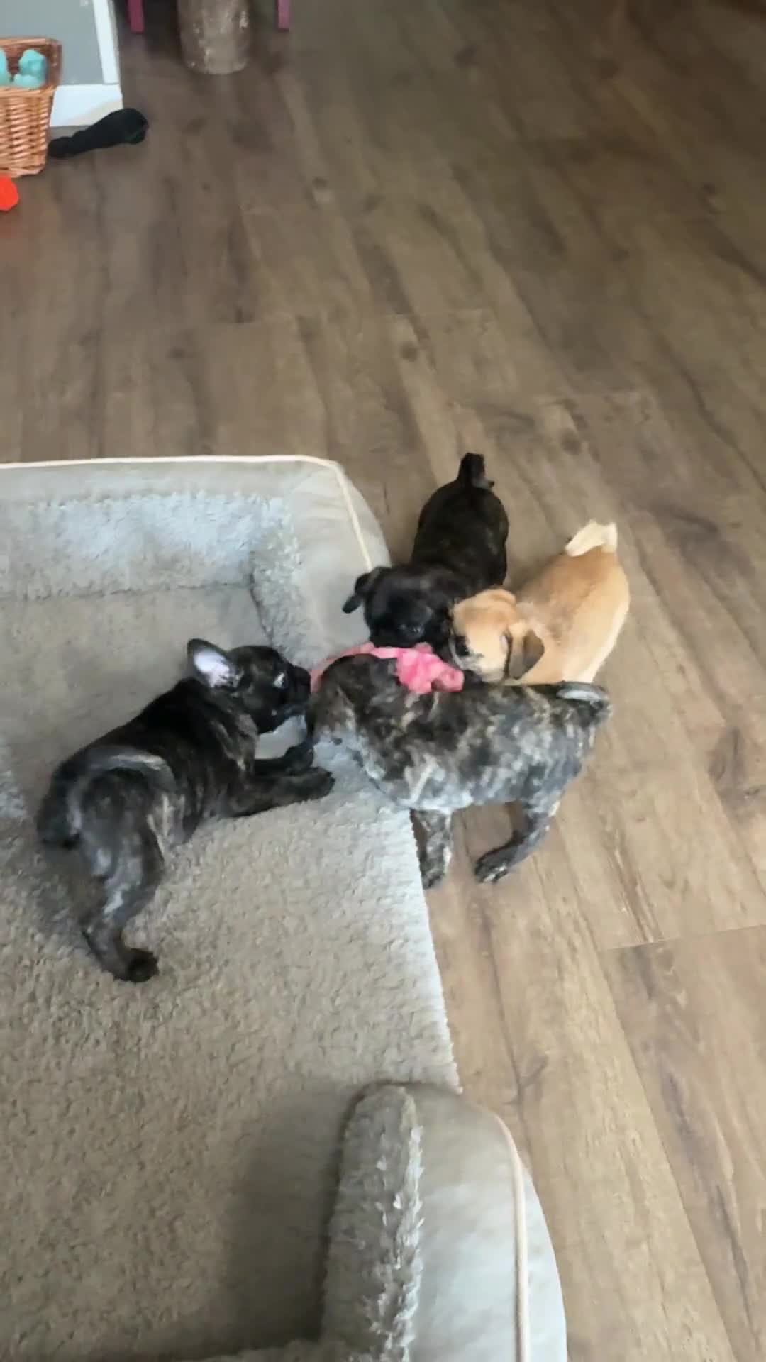 Mixed Breed dogs for sale: Tan Boy - Video 3