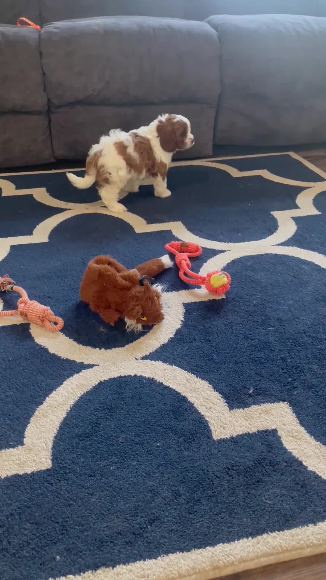 Cavapoo dogs for sale: Diego - Video 1