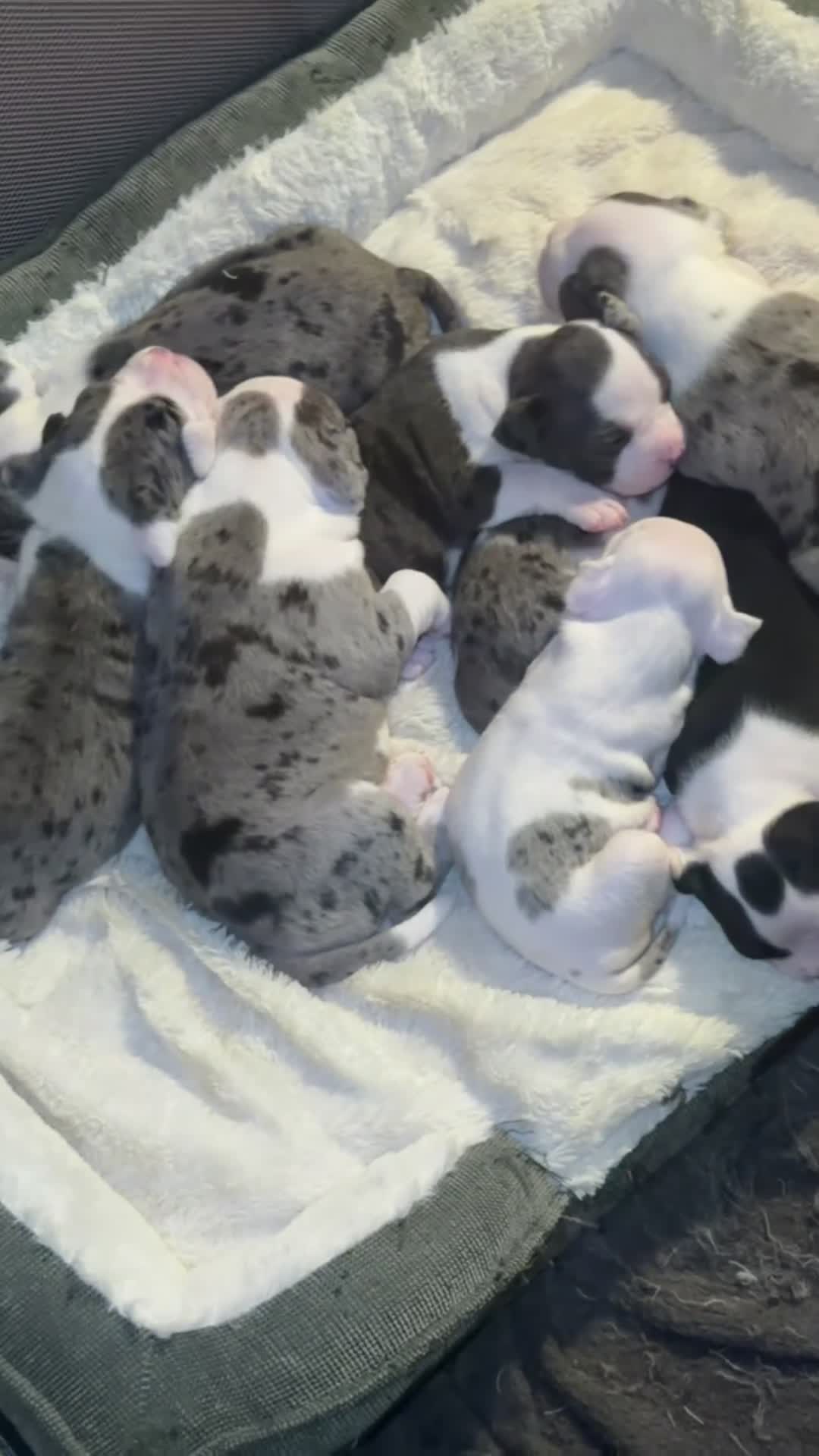 American Bully dogs for stud: Pocket Bully Litter - Video 1