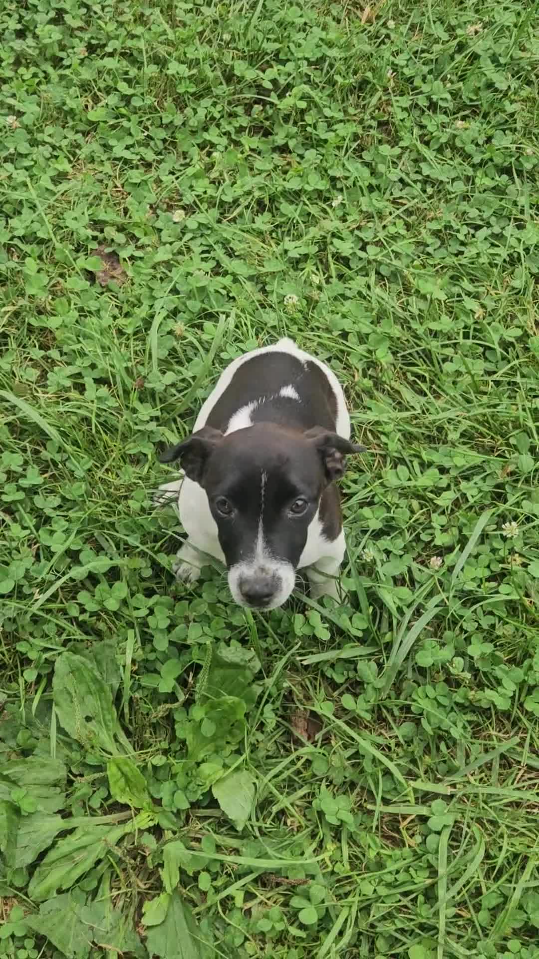 Jack Russell Terrier dogs for sale: Cookie - Video 1