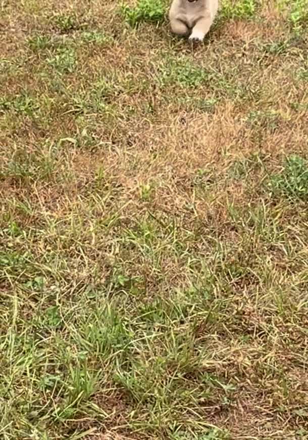 Mixed Breed dogs for sale: Spunky - Video 1