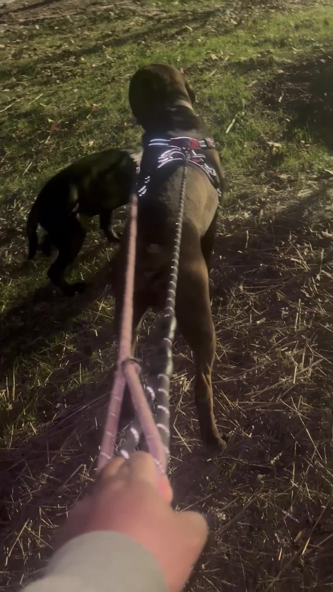 Cane Corso dogs for sale: Cane Corso 4 - Video 1