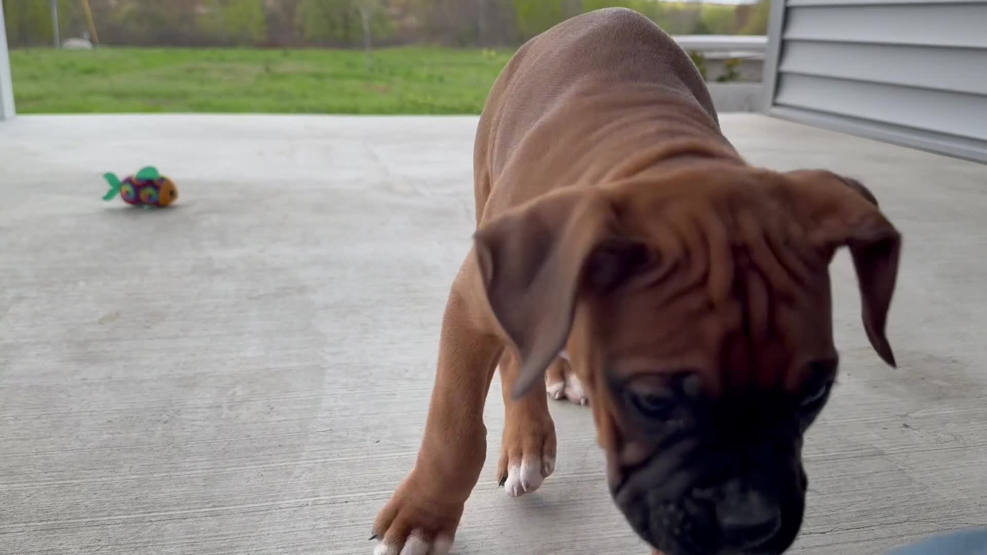 Boxer dogs for sale: Callie - Video 1