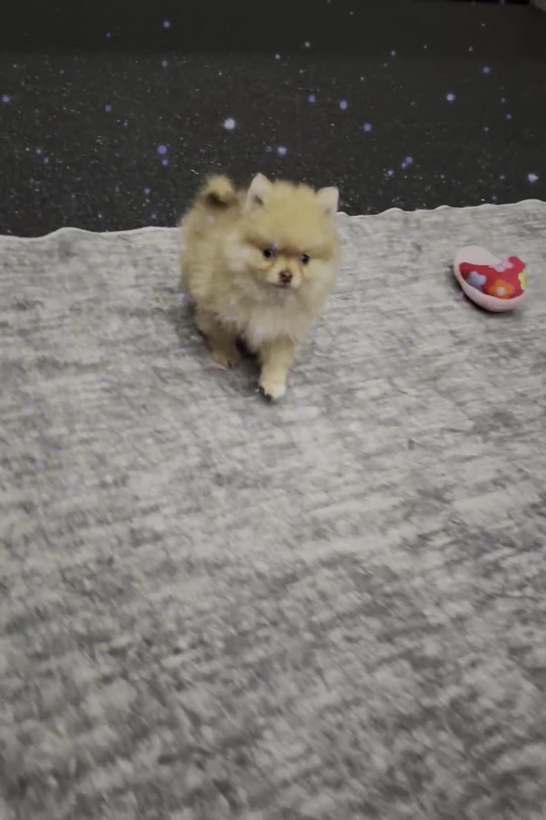 Pomeranian dogs for sale: Snuggles - Video 1