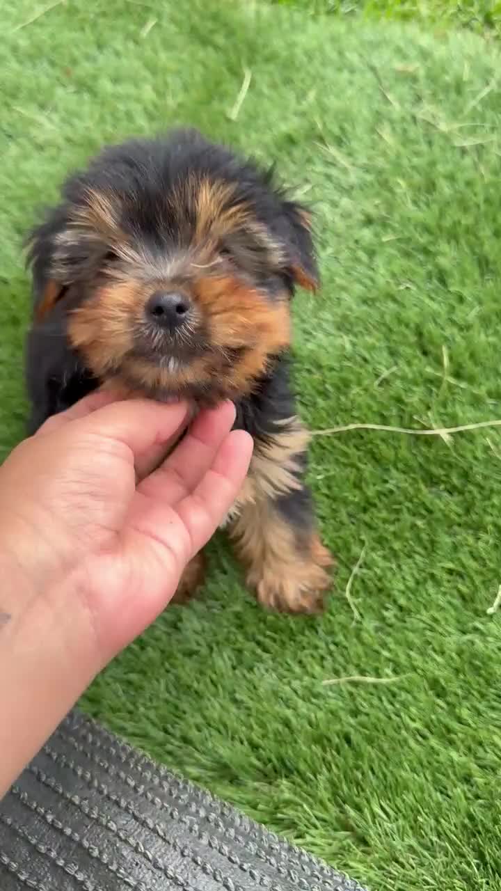Yorkshire Terrier dogs for sale: Yorkshire Terrier milo - Video 1