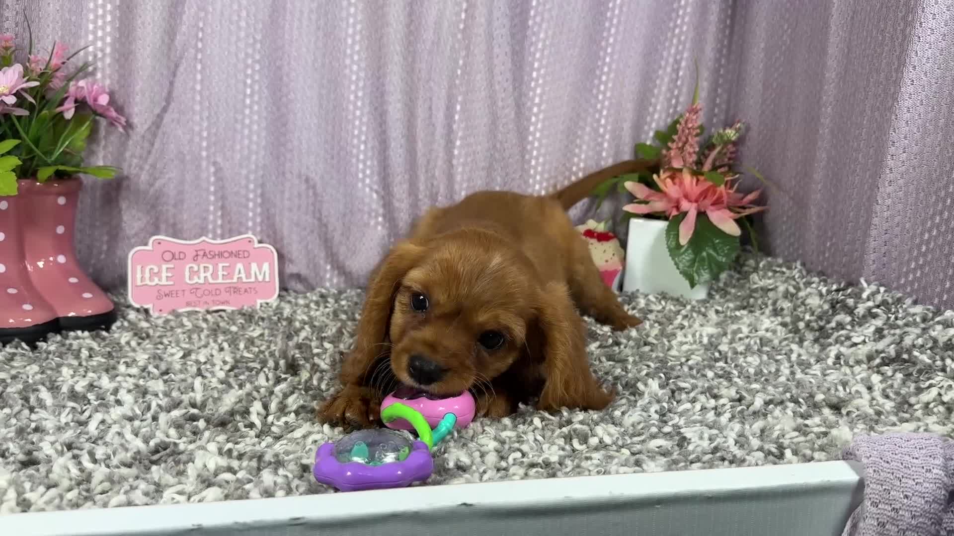 Cavalier King Charles Spaniel dogs for sale: Cavalier King Charles Spaniel 3 - Video 1