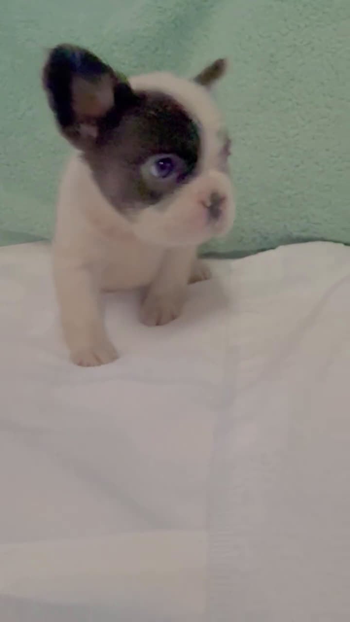 French Bulldog dogs for sale: French Bulldog Puppy 2 - Video 1