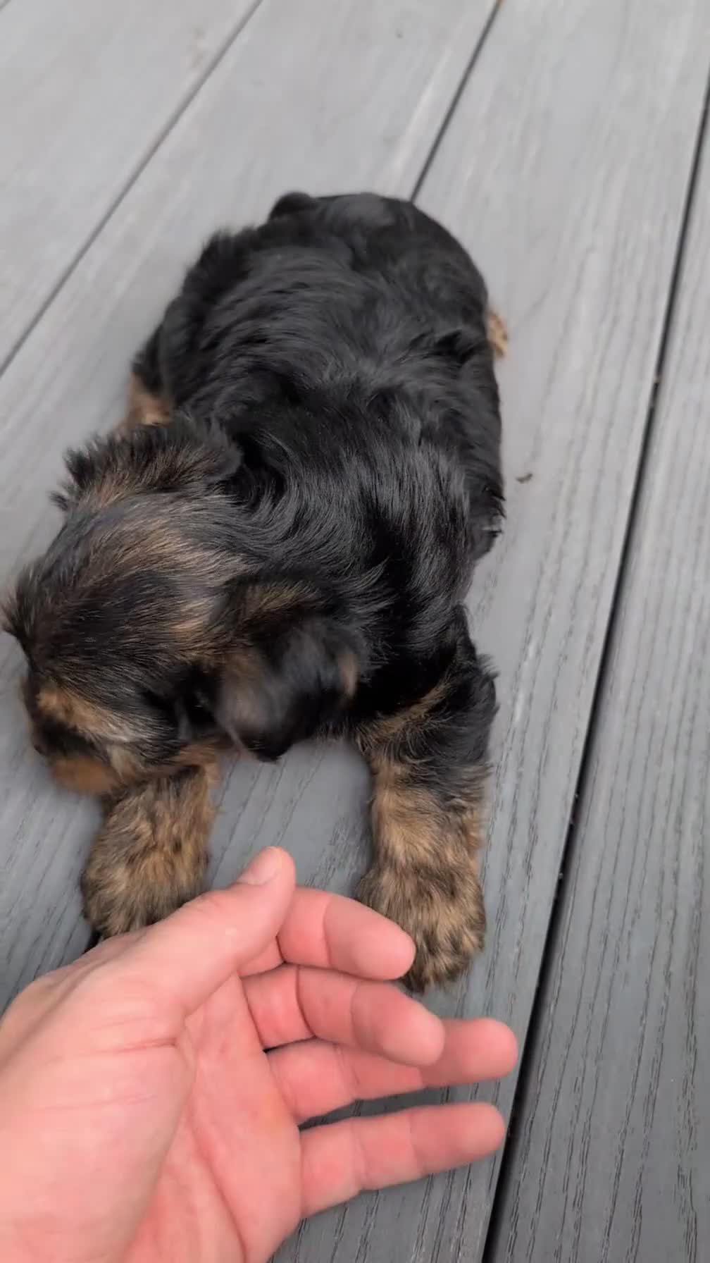 Yorkshire Terrier dogs for sale: Grady - Video 1