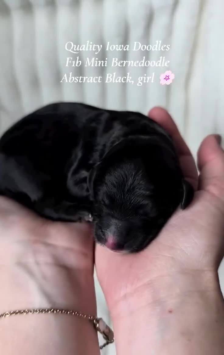 Bernedoodle dogs for sale: Bernedoodle 4 - Video 1