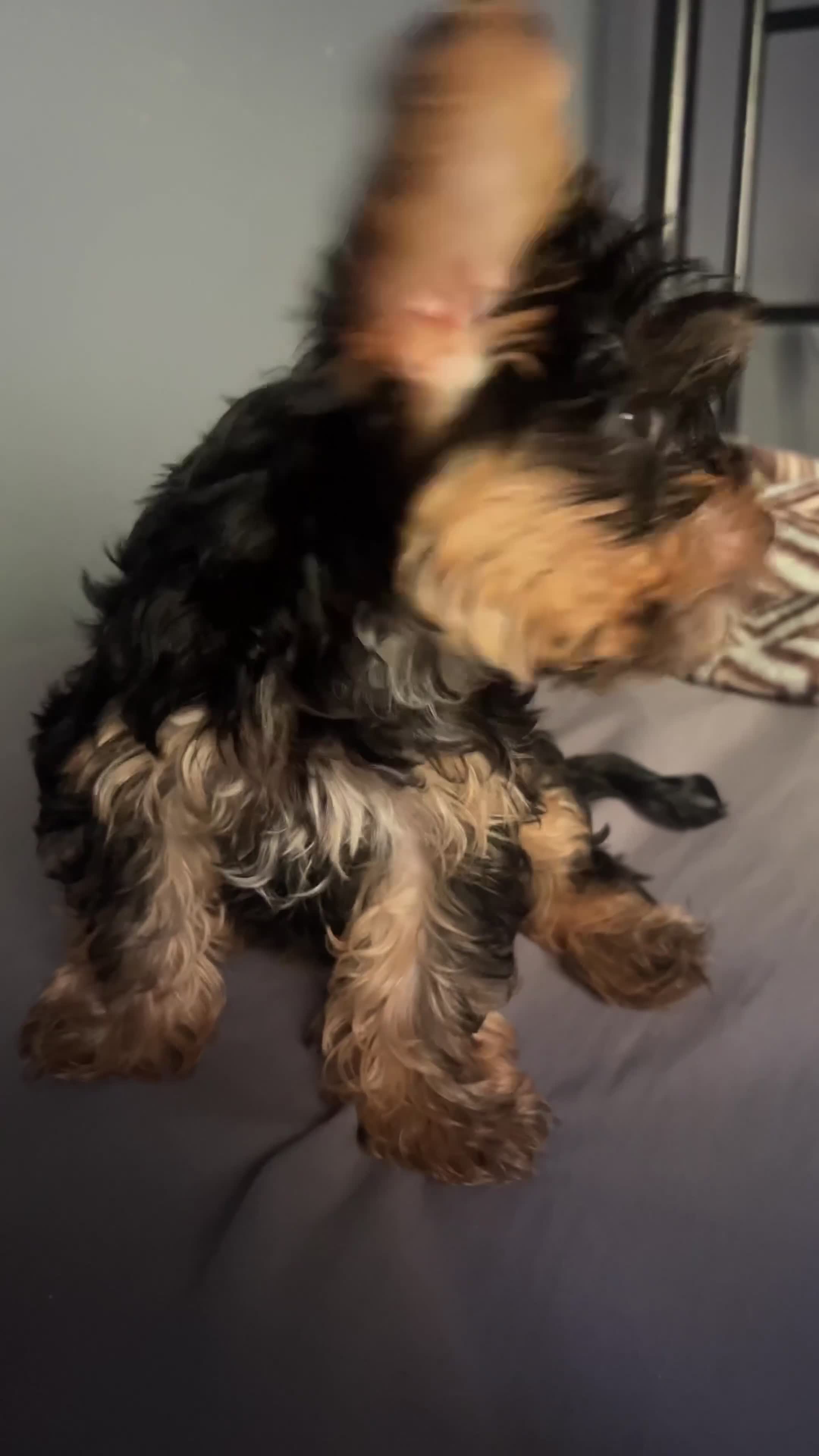 Yorkshire Terrier dogs for sale: Cujo - 8 weeks - Video 1