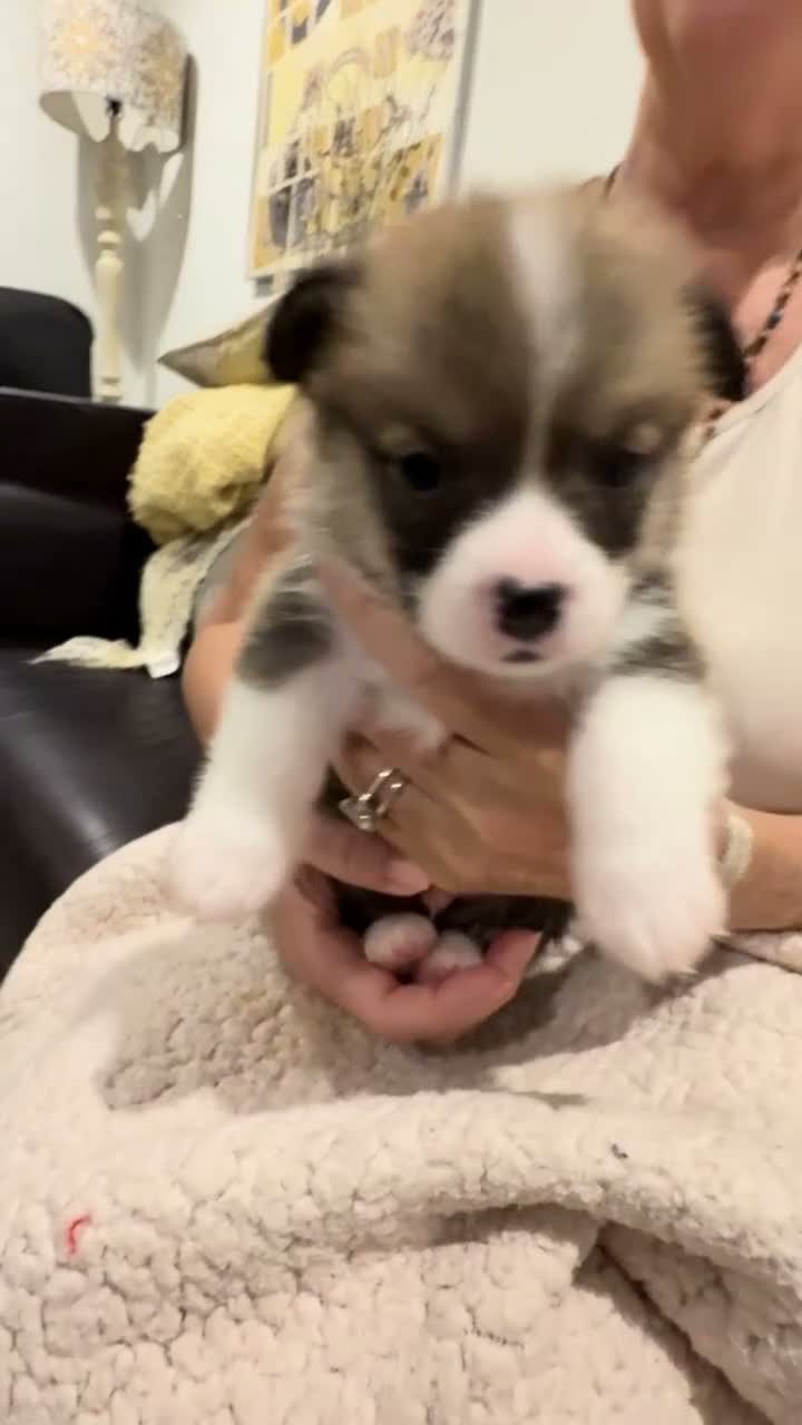 Welsh Corgi Pembroke dogs for sale: Fitz - Video 1