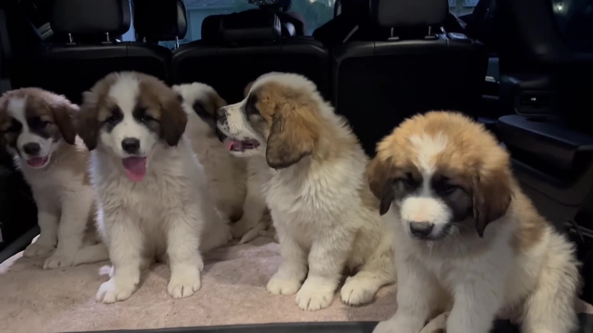 Mixed Breed dogs for sale: Mixed Breed 1 - Video 1