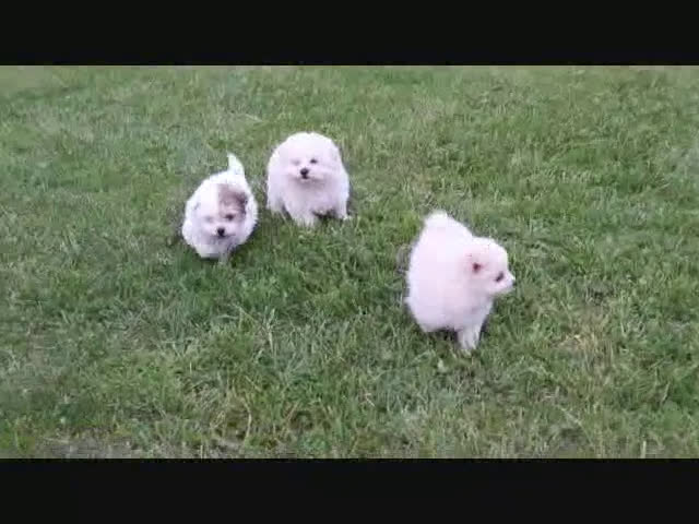 Pomapoo dogs for sale: Bella - Video 1