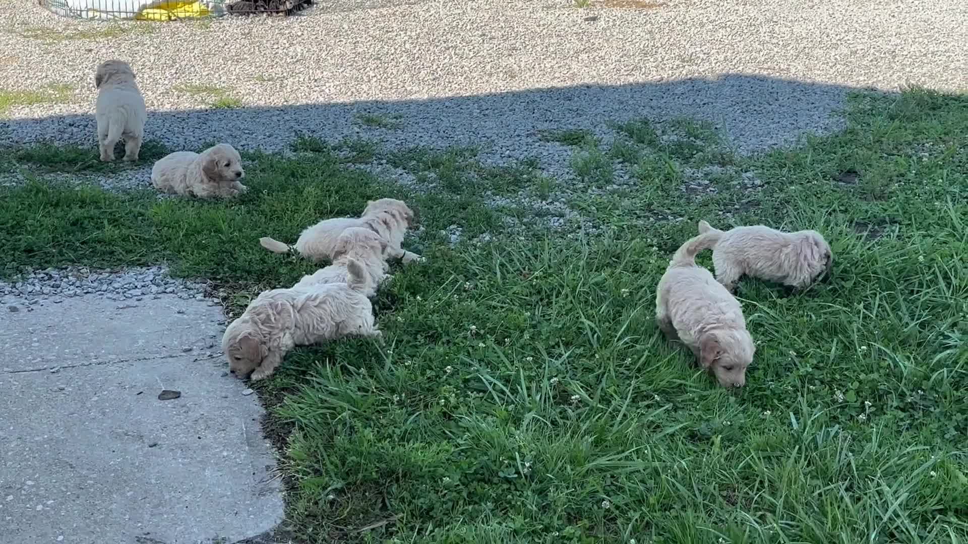 Mini Goldendoodle dogs for sale: Judy - Video 1