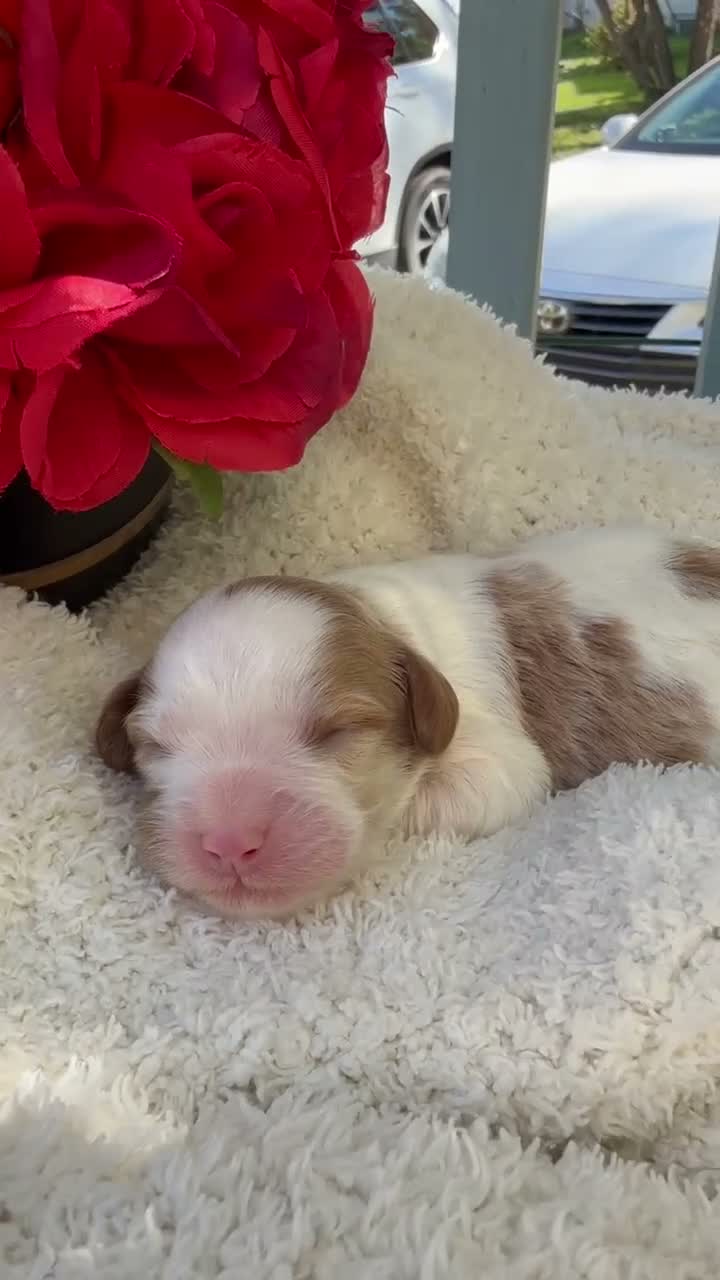 Cavapoo dogs for sale: Abby - Video 3