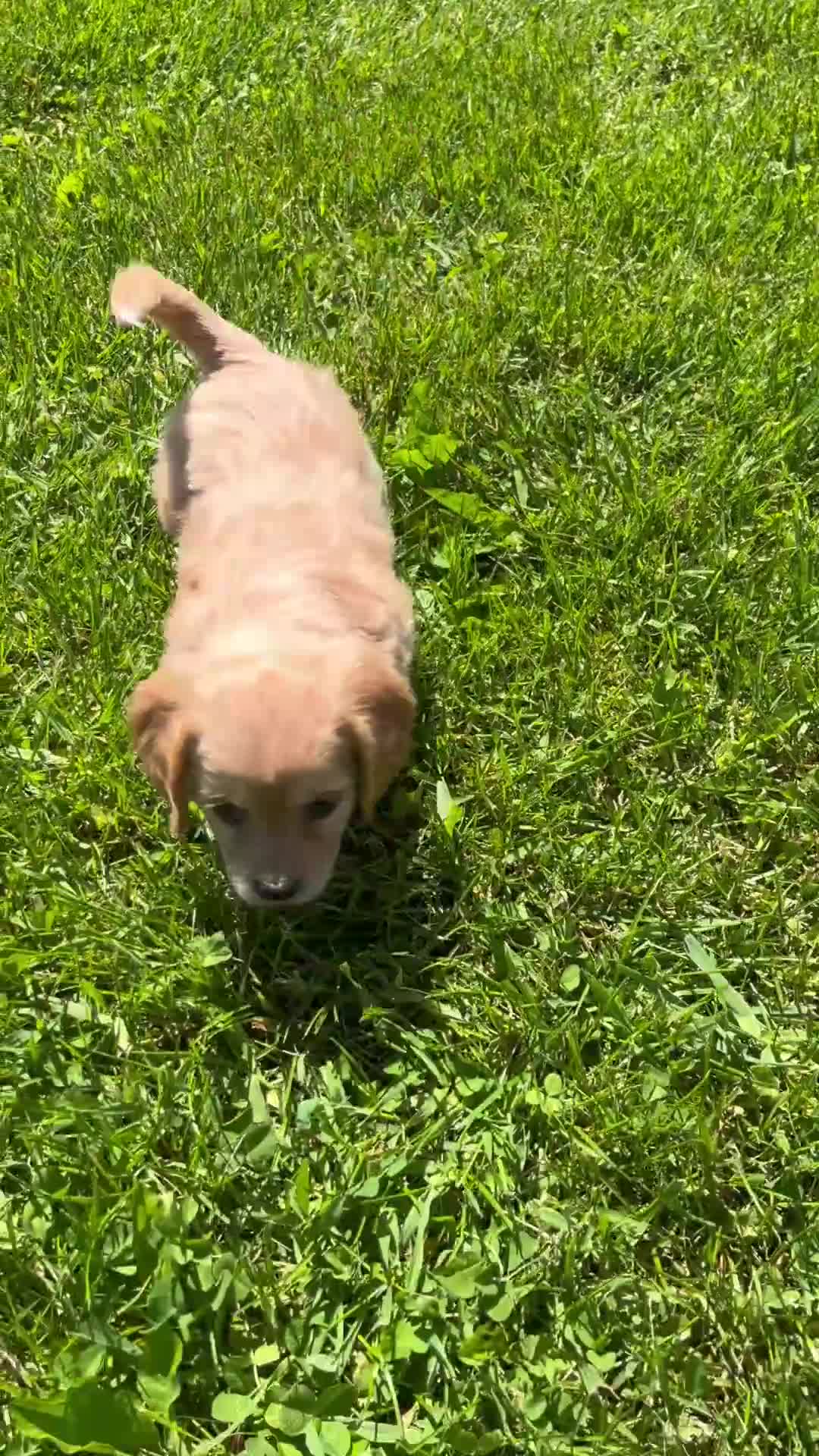 Cavachon dogs for sale: Gracie - Video 1