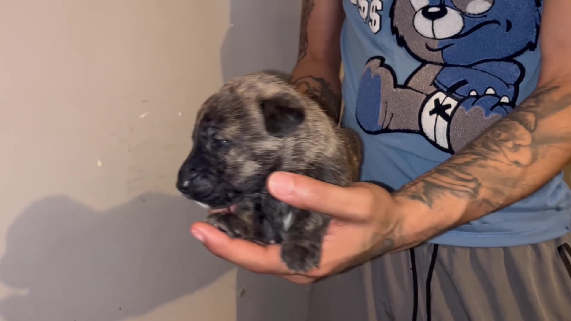 Mixed Breed dogs for sale: Grey - Video 1
