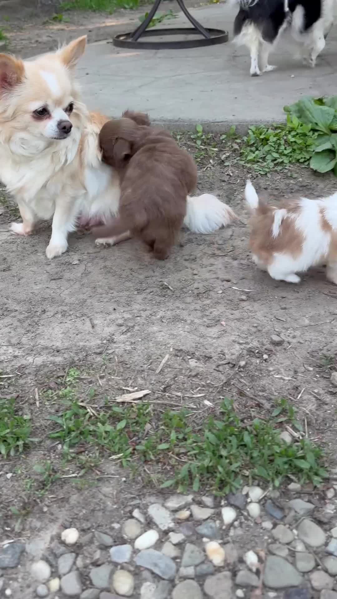 Chihuahua dogs for sale: Chihuahua Puppy 1 - Video 1