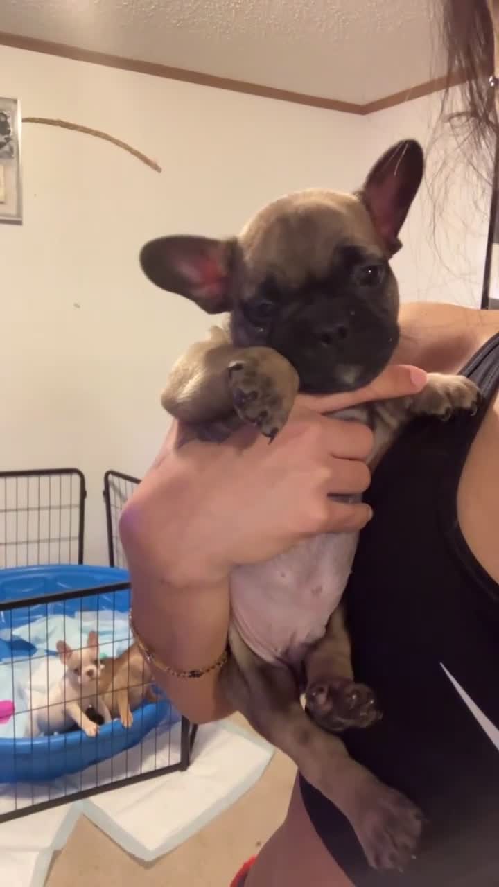 French Bulldog dogs for sale: French Bulldog 2 - Video 2