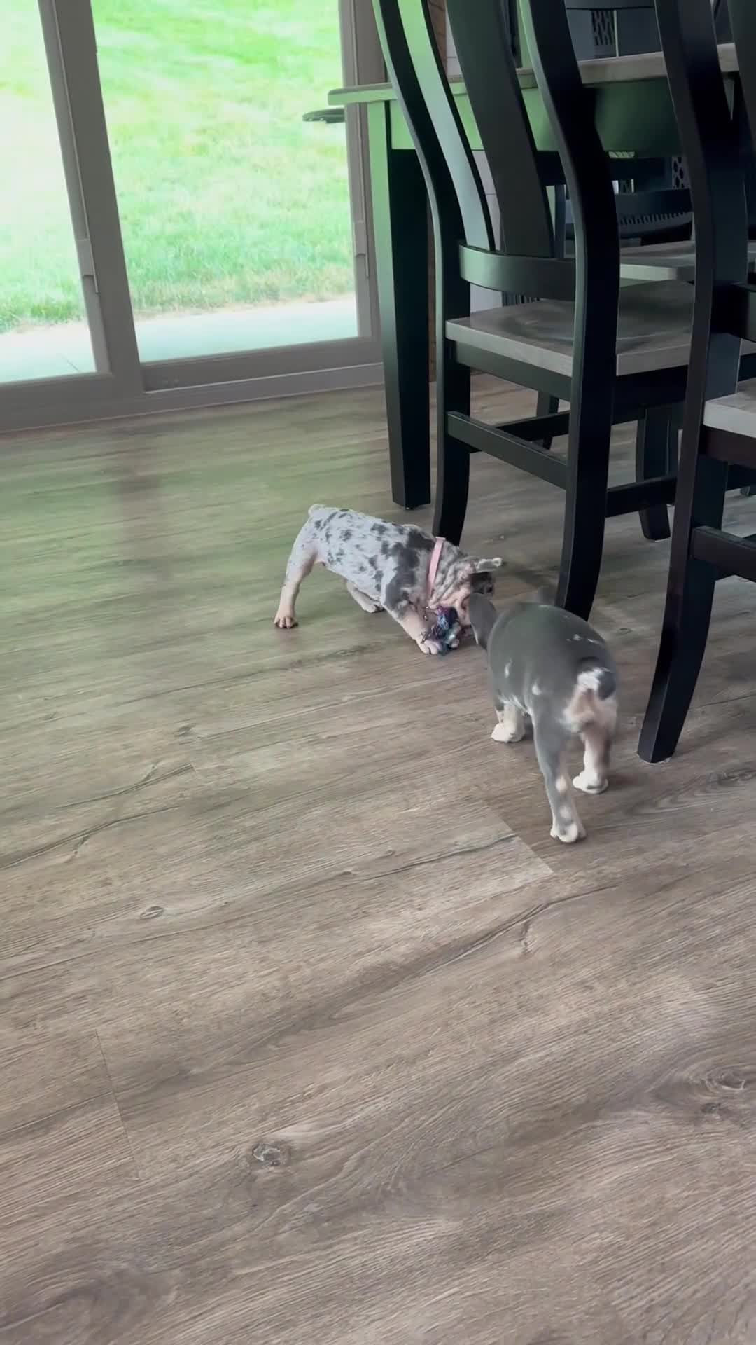 French Bulldog dogs for sale: Cooper - Video 1