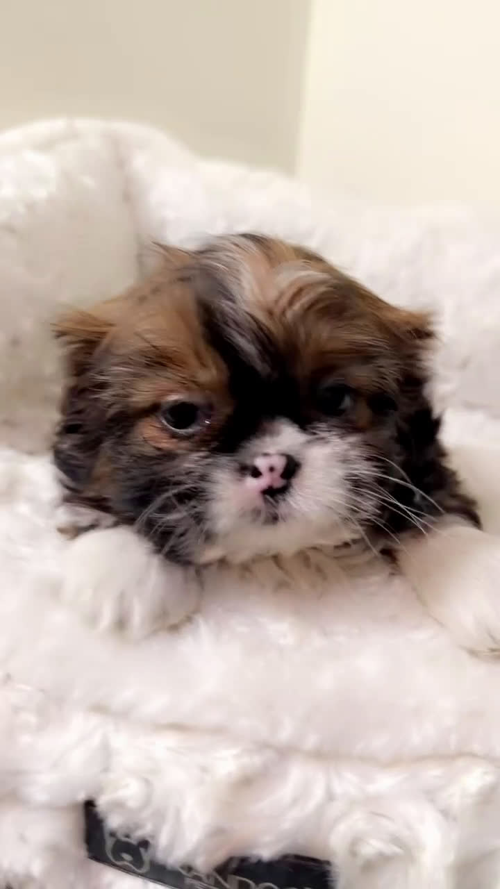 Shih Tzu dogs for sale: Bambi  - Video 2