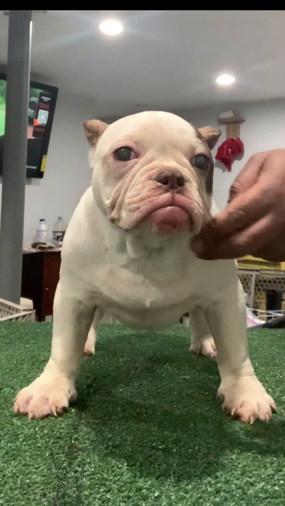 American Bully dogs for sale: Left eye - Video 1