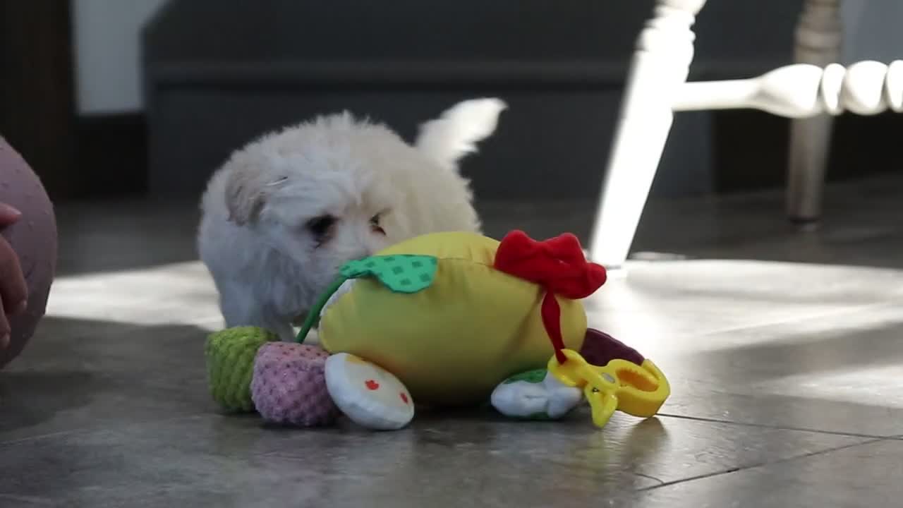 Maltipoo dogs for sale: Elliot - Video 1