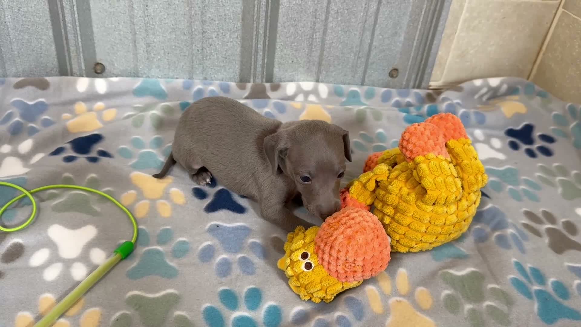Italian Greyhound dogs for sale: Bear - Video 1