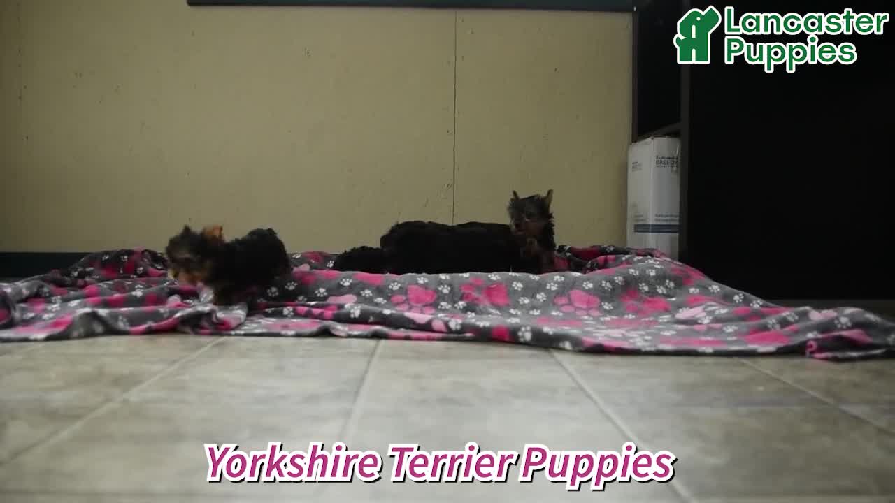 Yorkshire Terrier dogs for sale: Homer - Video 1