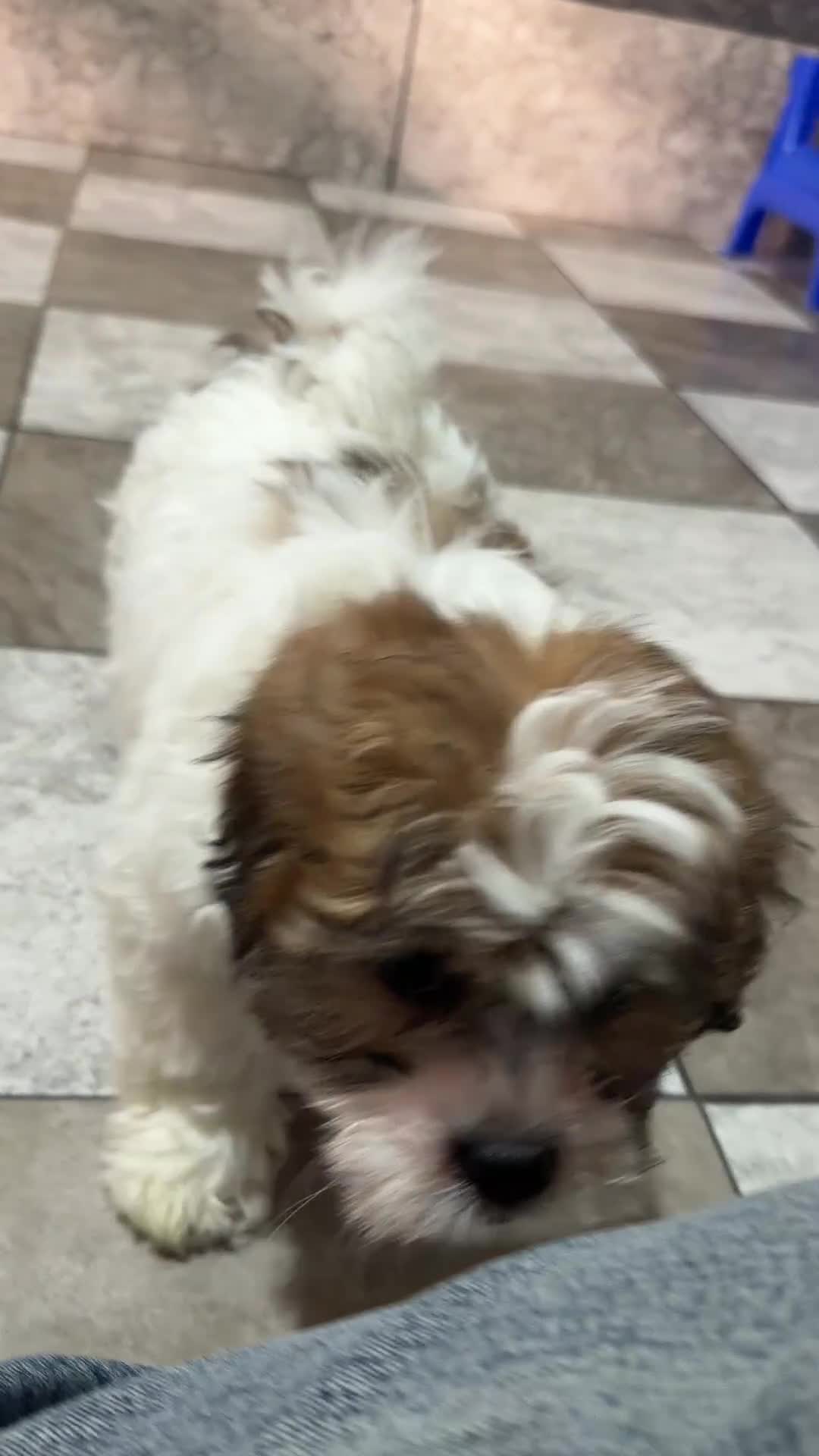 Teddy Bear dogs for sale: Reed - Video 1