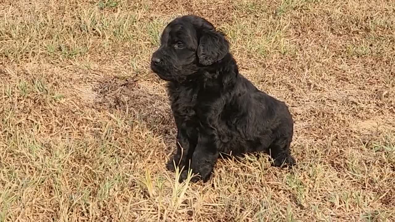 Goldendoodle dogs for sale: Phil - Video 1