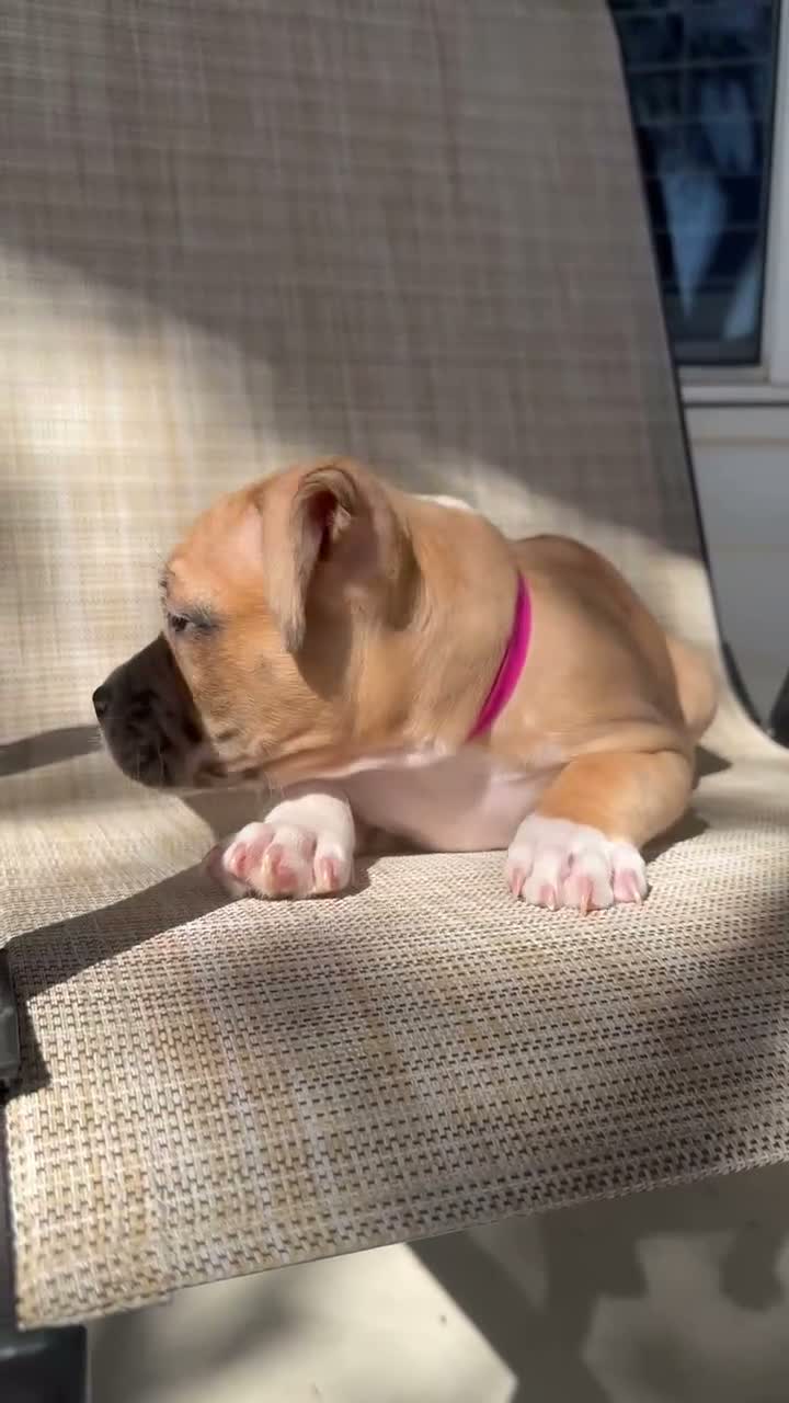 American Bully dogs for sale: American EXOTIC POCKET Bully 2 - Video 1