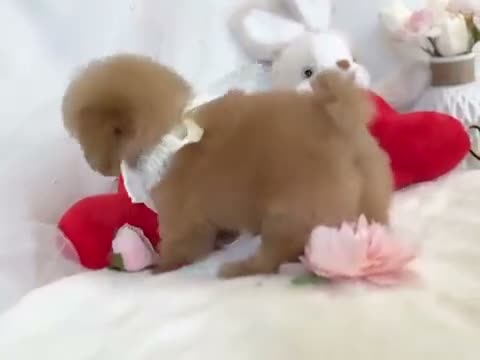 Toy Poodle dogs for sale: Linda - Video 1