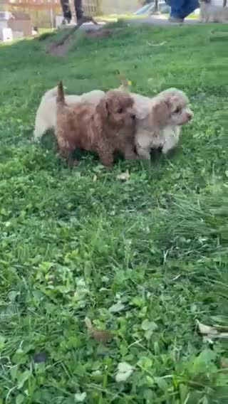 Mixed Breed dogs for sale: Daisy - Video 1
