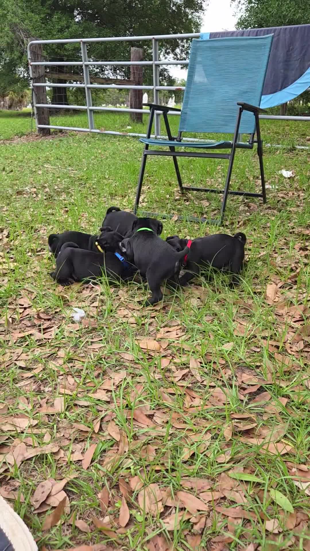 Pug dogs for sale: Max - Video 1