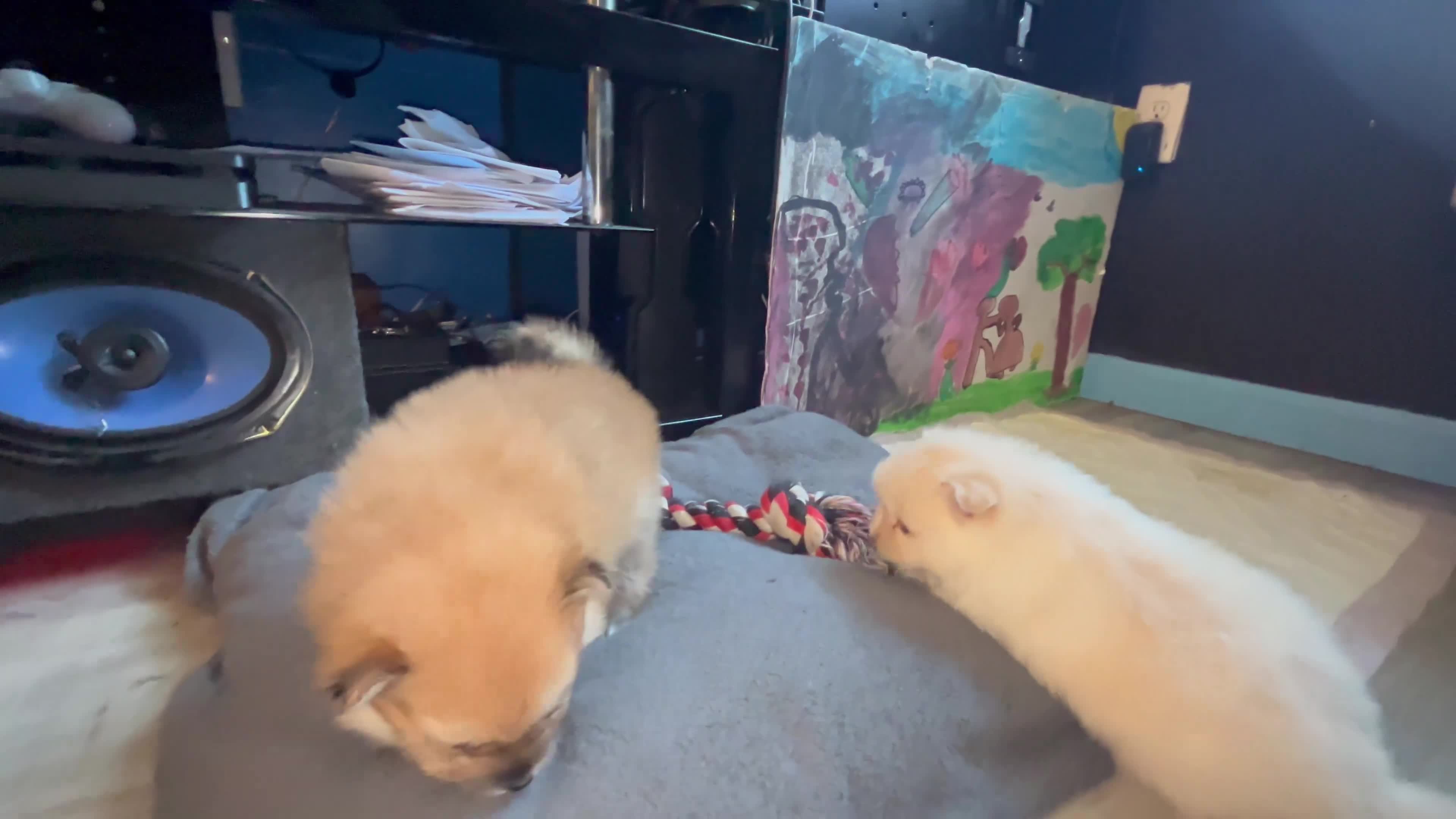 Pomeranian dogs for sale: Koffee - Video 2
