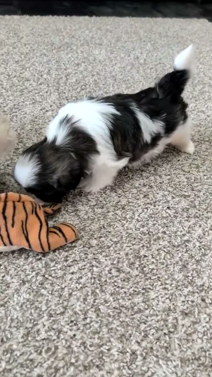 Shih Tzu dogs for sale: Kona - Video 1