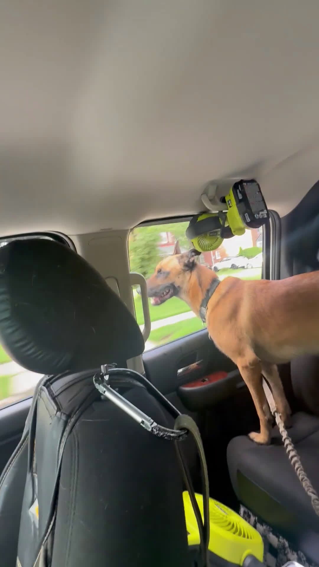 Belgian Malinois dogs for stud: Beast bandit the beast  - Video 6