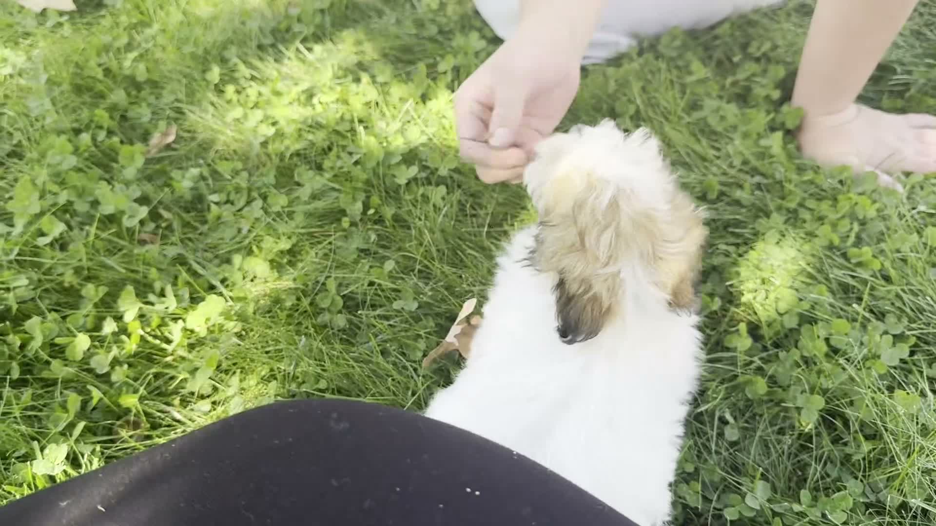 Havapoo dogs for sale: Belle - Video 1