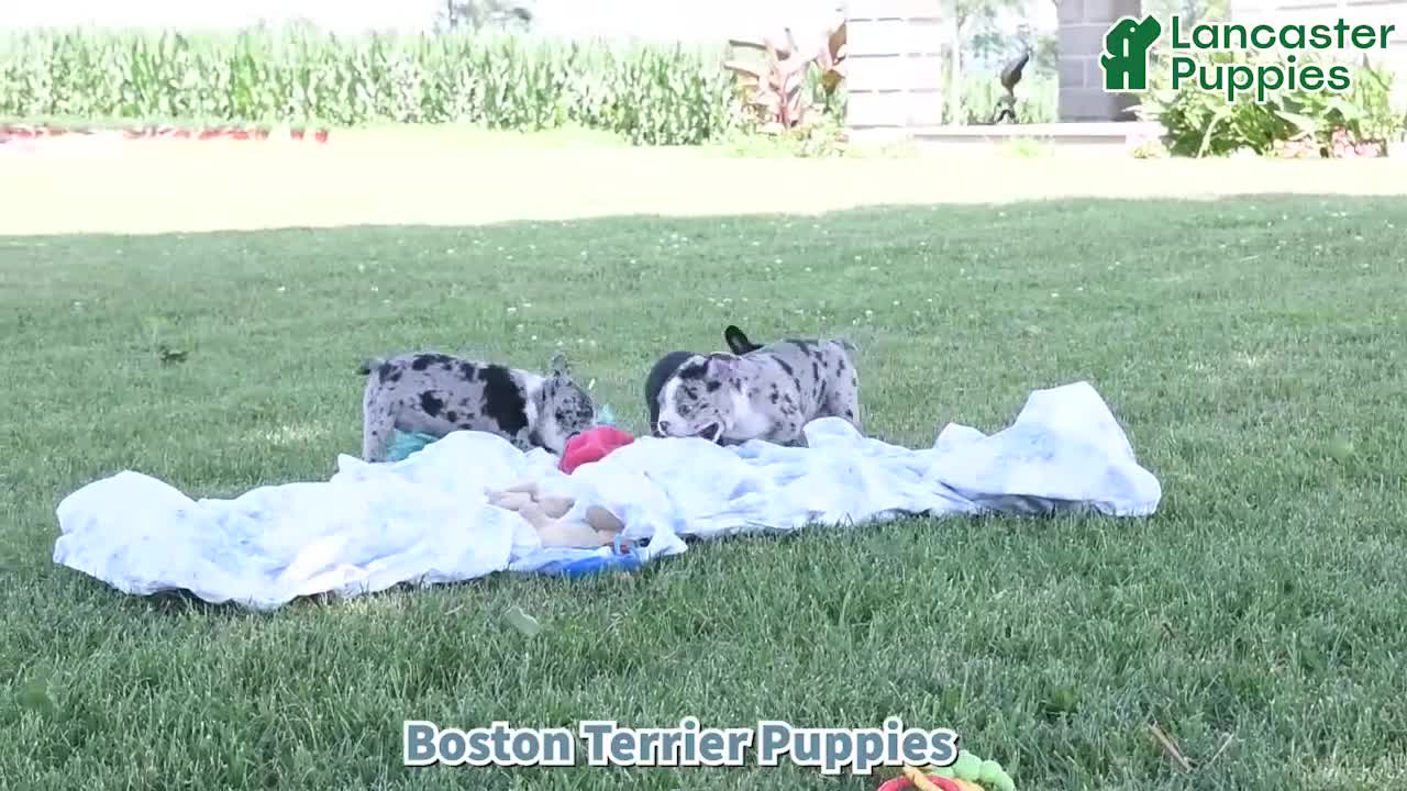 Boston Terrier dogs for sale: Izza - Video 1
