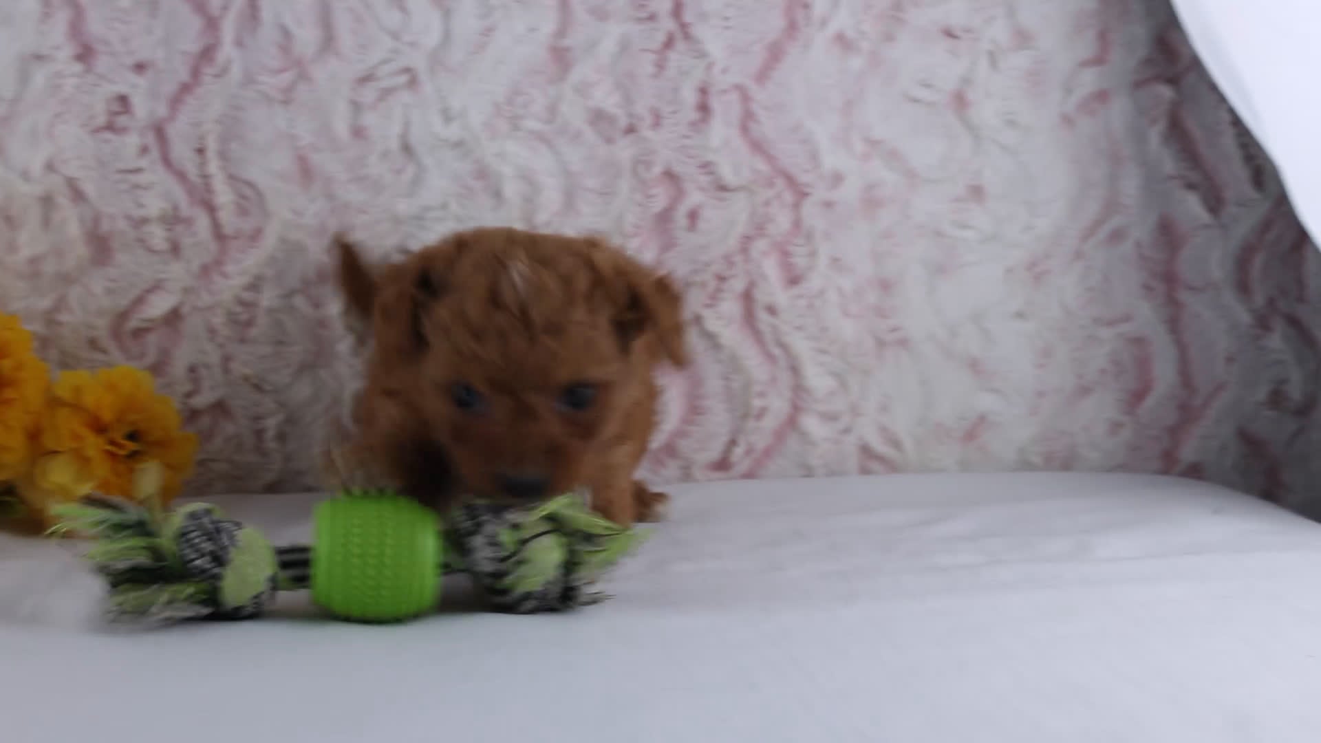Mini Goldendoodle dogs for sale: Cade - Video 1