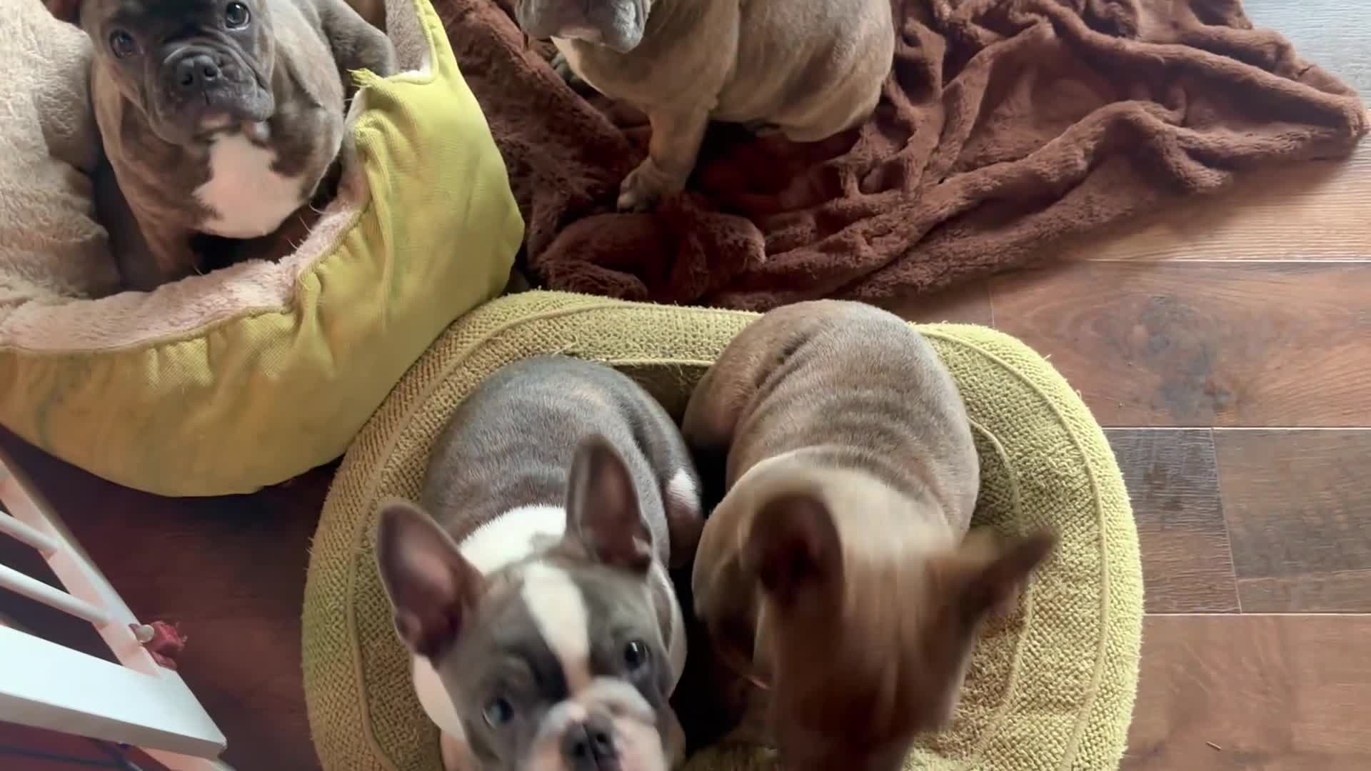 Frenchton dogs for sale: Maya - Video 3