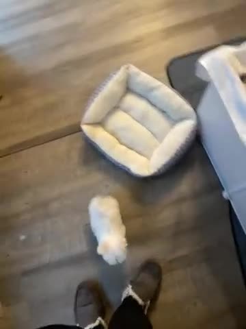 Maltese dogs for sale: Teacup Coral - Video 1