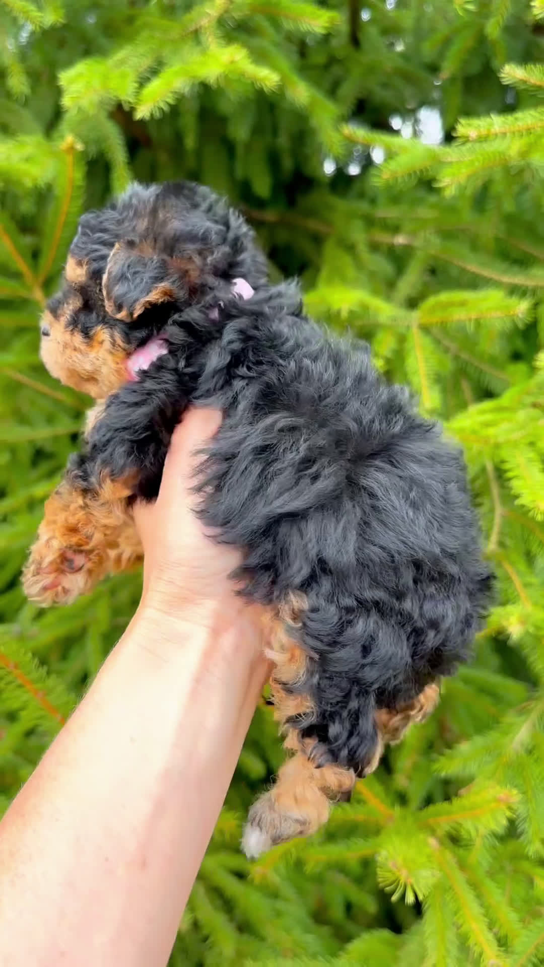 Mixed Breed dogs for sale: 🩷🩷 Chloe 🩷🩷 - Video 1