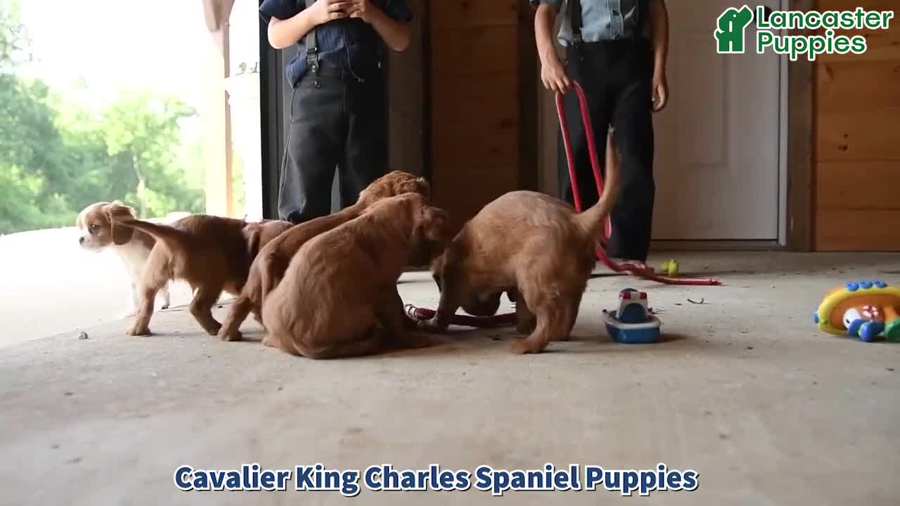 Cavalier King Charles Spaniel dogs for sale: Harrison - Video 1